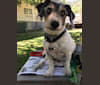 Weston, a Dachshund and Rat Terrier mix tested with EmbarkVet.com