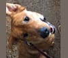 Abby, a Rottweiler and German Shepherd Dog mix tested with EmbarkVet.com