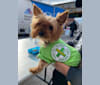 Maximillian Bodero, a Yorkshire Terrier tested with EmbarkVet.com