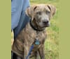 Photo of Tagalong, an American Pit Bull Terrier, Boxer, Australian Cattle Dog, Labrador Retriever, and German Shepherd Dog mix in Lubbock, Texas, USA