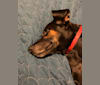Dobby, a Catahoula Leopard Dog and Doberman Pinscher mix tested with EmbarkVet.com