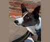 Doolittle(Dooey), a Border Collie tested with EmbarkVet.com
