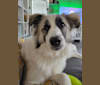 Beau, a Great Pyrenees and Belgian Malinois mix tested with EmbarkVet.com