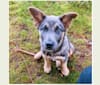 Marvin, a German Shepherd Dog and Australian Cattle Dog mix tested with EmbarkVet.com