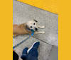 Yeller, a Pekingese and Labrador Retriever mix tested with EmbarkVet.com