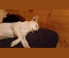 Winter, a Labrador Retriever and German Shepherd Dog mix tested with EmbarkVet.com