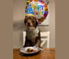 Photo of Remington, a Chihuahua  in Centerville, Ohio, USA