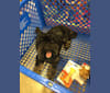 Lucy, a Pomeranian and Lhasa Apso mix tested with EmbarkVet.com