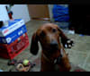 Brandy, a Redbone Coonhound tested with EmbarkVet.com