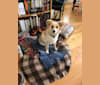Greta, a Labrador Retriever and Australian Cattle Dog mix tested with EmbarkVet.com