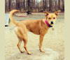 Maisie, an American Pit Bull Terrier and Miniature/MAS-type Australian Shepherd mix tested with EmbarkVet.com