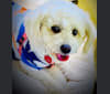 Lexie, a Poodle (Small) and Pomeranian mix tested with EmbarkVet.com