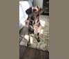 Sadie, a Labrador Retriever and German Shorthaired Pointer mix tested with EmbarkVet.com