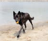 Zeddicus, a German Shepherd Dog and Chow Chow mix tested with EmbarkVet.com