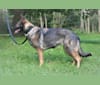 Daisy Meadow's Pepper Rio, a German Shepherd Dog tested with EmbarkVet.com