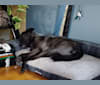 Eurus, a South Asian Village Dog tested with EmbarkVet.com