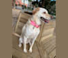 Maddie, a Golden Retriever and American Pit Bull Terrier mix tested with EmbarkVet.com