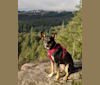 Cocoa Bean, a Labrador Retriever and German Shepherd Dog mix tested with EmbarkVet.com