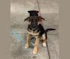 Willow, a German Shepherd Dog and Rat Terrier mix tested with EmbarkVet.com