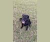 Photo of Charo, an American Pit Bull Terrier, Chinese Shar-Pei, and Mixed mix in The Woodlands, Texas, USA