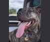 Photo of Buster, an American Bully, Pungsan, and American Pit Bull Terrier mix in Atascadero, California, USA