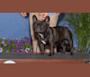 Vogue, a French Bulldog tested with EmbarkVet.com