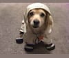 Sunny, a Cocker Spaniel and Chihuahua mix tested with EmbarkVet.com