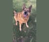 Casey, a German Shepherd Dog and Rottweiler mix tested with EmbarkVet.com