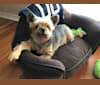 Yolo, a Yorkshire Terrier tested with EmbarkVet.com