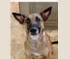 Athena, an American Village Dog tested with EmbarkVet.com