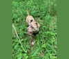 Photo of Tammy, an American Pit Bull Terrier and Boxer mix in Charlotte, North Carolina, USA