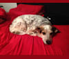 Blitz, an Australian Cattle Dog and Beagle mix tested with EmbarkVet.com