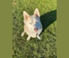 Balou, a Siberian Husky and Basset Hound mix tested with EmbarkVet.com