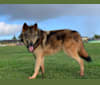 Iska a dog tested with EmbarkVet.com
