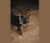 Kona, a Staffordshire Terrier and German Shepherd Dog mix tested with EmbarkVet.com