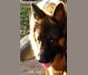 Nino, a German Shepherd Dog tested with EmbarkVet.com