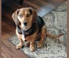 Philip, a Beagle and Dachshund mix tested with EmbarkVet.com
