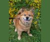 Zeek, a Chow Chow and Poodle (Small) mix tested with EmbarkVet.com