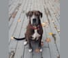 Photo of Harvey, a Golden Retriever, American Pit Bull Terrier, Bulldog, and Boerboel mix in Georgia, USA