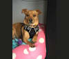 Photo of Dobi, a Shih Tzu, Chihuahua, Miniature Pinscher, and Mixed mix in Bakersfield, California, USA