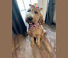 Photo of Prince, a Goldendoodle  in Columbia, TN, USA