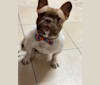 Photo of Winston, a French Bulldog  in Ukraine