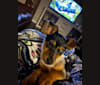 Minnie, a Chihuahua and Labrador Retriever mix tested with EmbarkVet.com
