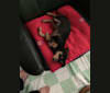 Winnie, a Miniature Pinscher and Chihuahua mix tested with EmbarkVet.com