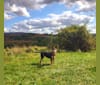 Bailey, an Australian Cattle Dog tested with EmbarkVet.com