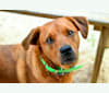 Heineken, a Labrador Retriever and American Pit Bull Terrier mix tested with EmbarkVet.com