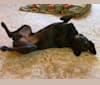 Photo of Emmet, a Norwegian Elkhound and Labrador Retriever mix in New Paris, Indiana, USA