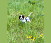 Fury ProHunter Des Appalaches, a French Spaniel tested with EmbarkVet.com