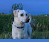 Tequila, a Labrador Retriever and German Shepherd Dog mix tested with EmbarkVet.com