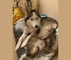 Ellie, a Siberian Husky and Alaskan Malamute mix tested with EmbarkVet.com